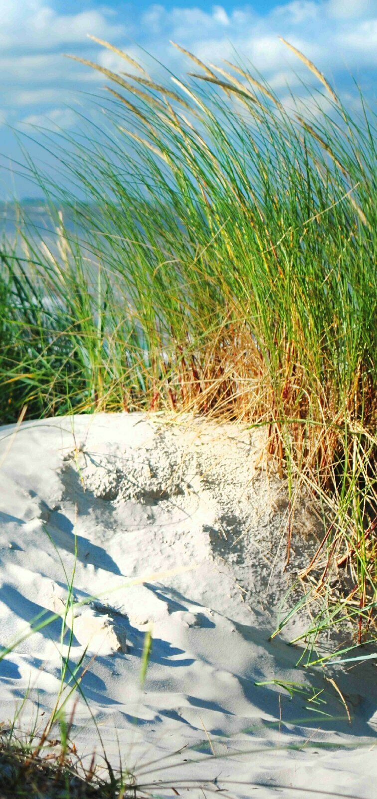 Duschrückwand Rückwand Dusche Alu, Dünen Meer Strand Duc20 – Bild 5