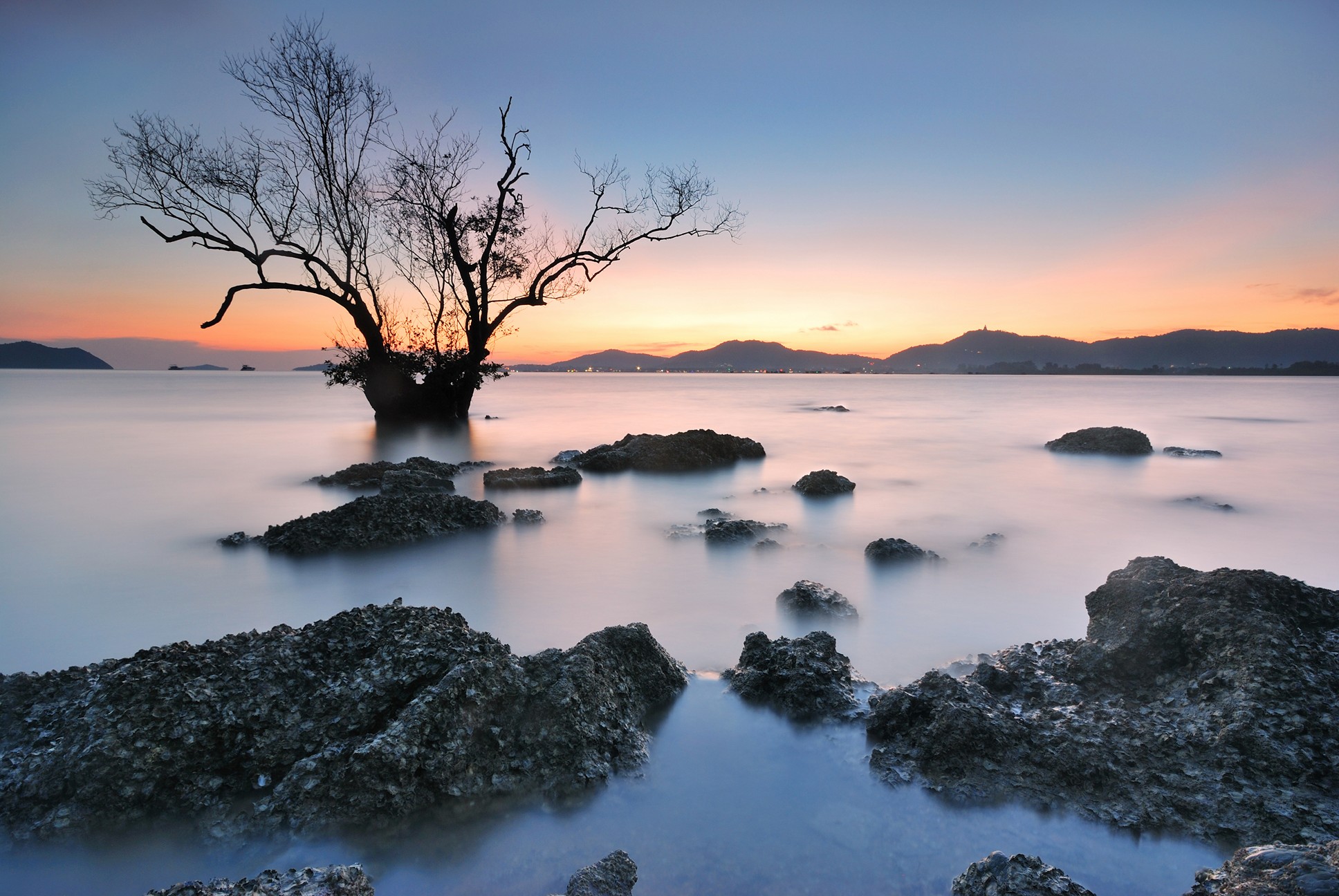 Duschrückwand Aluverbund – Dramatischer Baum am Meer in der Dämmerung – Bild 3